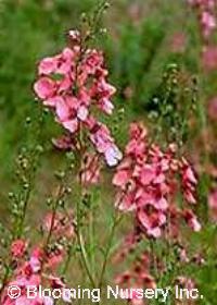 Diascia integerrima                     